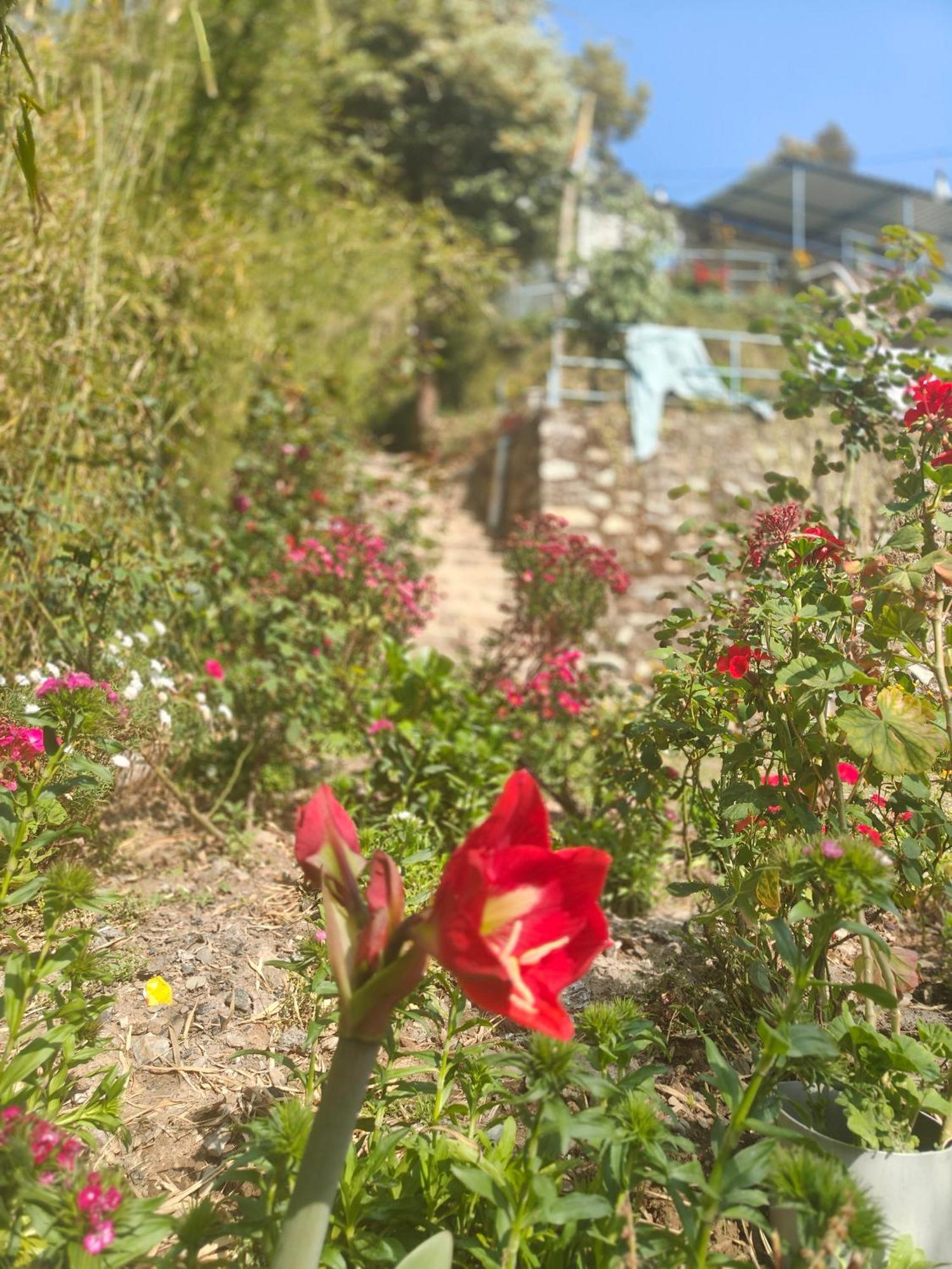 Himwanderer Camps & Cottages Pangot Нейнитал Екстериор снимка